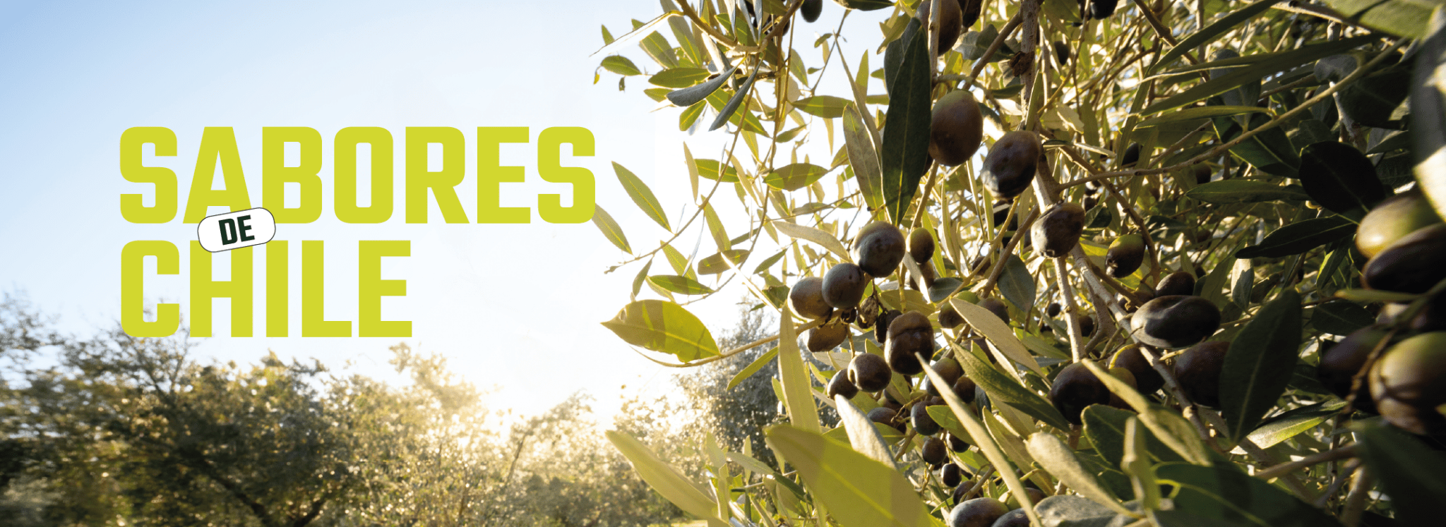 Chile - ExtraVirgen.Store